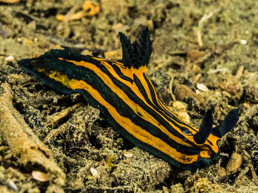 Tambja victoriae